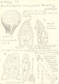 Vorschaubild Dendrodaphne macrophylla Beurl.